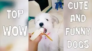 Army of Ultimate Funny Dogs Fails - the best cute compilation 2019