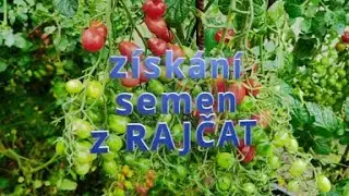 Semenaření Rajčat 🍅 100% jistota! Rychlý & Účinný způsob. + TIP navíc! ✅ #Zahrada