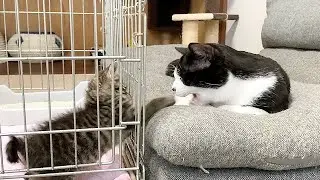 むーくんと初対面した子猫