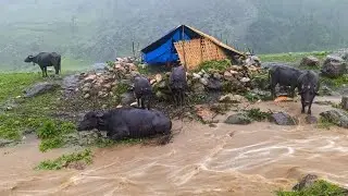 Life in a Nepali Mountain Village During Heavy Rain | Shepherd Life Documentary Peaceful  video 