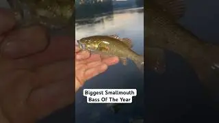 Monster Smallmouth Bass #fishing #bassfishing #smallmouthbass #shorts