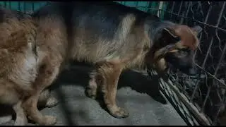 💫German shepherd mating ✨