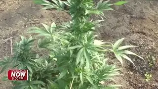 Ohio recreational marijuana sales top $830 million in first full year