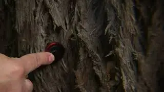 Eucalyptus-Dialogo No invasivo con Flora autoctona (Non-invasive dialogue with autochthonous flora)