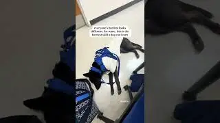 Один из самых сложных навыков дрессировки собак #собака #собаки #дрессировкасобак #служебнаясобак...