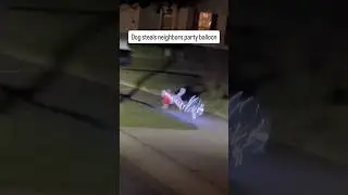 Crazy ass dog steals the party balloon! #funny