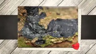 Collema flaccidum - fungi kingdom