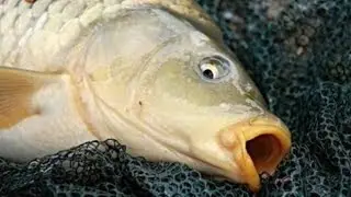 こっち見んな