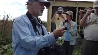 Leach's Storm Petrel