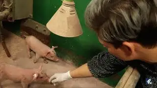 OV-Videoserie Hofblick Folge 25: Ausbildung Tierwirt Schweinehaltung