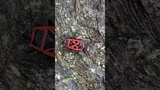 Soldier beetle