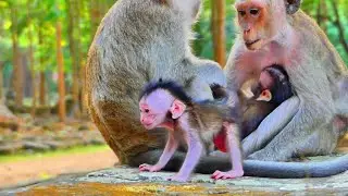Pity newborn baby monkey falling down from stone during mother allow to walk like that.