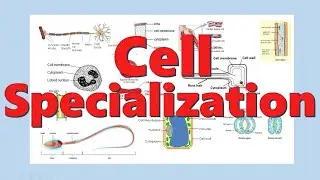 Cells Specialization in Plants and Animals | Cells