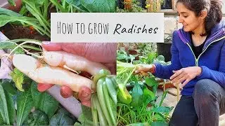 How to Grow Mooli or Radish in Winters