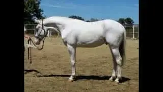 FOR SALE-- SHA WHITE SOLAR WIND-- 2011 F5 Fewspot Appaloosa colt. Grandson of Solar Flair Eclat!