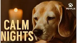 Calm Nights Senior Dog Noise Anxiety Help
