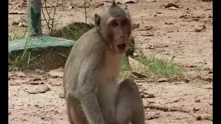 Monkey Spring Daily,Young Monkey Spring Daughter Of April Mama Monkey amber Group