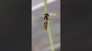 I asked a hoverfly to steady itself for me and it complied! 😃👍👀😎
