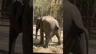 Elephant pees and poops