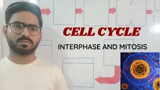 MITOSIS AND INETRPHASE -  Biology | Cell Cycle |  ( URDU \ HINDI )