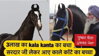 Colt Sired By Kala Kanta || Pushkar Horse Fair
