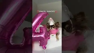 Today&rsquo;s my 5th birthday but I JUST CANCELED IT 🚫 Please still send me some birthday wishes tho 🥹💗