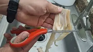 Limpiando razor clam o almejas del pacifico