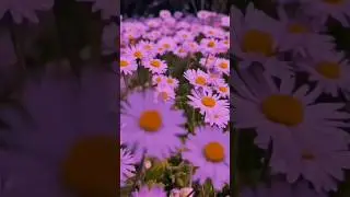 Runjun Nupure Mate - Zubeen Garg // Cover By Anshuman Borthakur Whatsapp Status #shorts