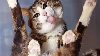 baby cats cute and Funny cat videos 😺