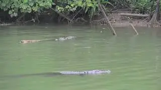 Croc Spotting on the Daintree River