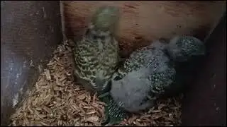 Nasceu uma ave muito rara ainda no Brasil em nosso aviário, você sabe qual é?