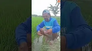 UNINAP OBAT WERENG AMPUH