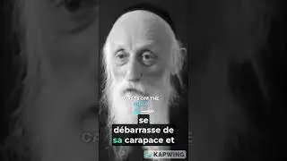 #шорты - Дискомфорт лобстера заставляет его расти