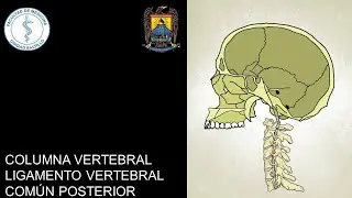 COLUMNA VERTEBRAL I: LIGAMENTO VERTEBRAL COM&Uacute;N POSTERIOR