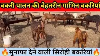सिरोही नस्ल की बच्चे वाली और प्रेग्नेंट बकरियां/ Royal Goat Farm 9001065527 #goatfarming #bakripalan