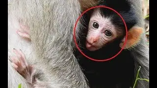 Why Newborn Baby monkey Bellina has Red eyes Problem ?