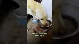 ABANDONED PREGNANT DOG RESCUED BY COUPLE