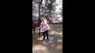 Natural Horsemanship - Teddy ground work,