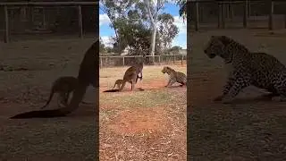 Can the kangaroo protect the little one from the invading leopard?