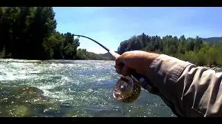 Truchas grandes a ninfa en el rio Ara (España)Big trout nymph in the Ara river (Spain