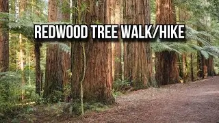 Redwood tree walk | 1 hour walk | Rotorua | New Zealand
