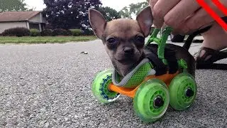11 Dog & Cat Hacks For Pet Lovers