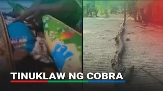 Babae patay sa tuklaw ng king cobra sa Arakan, Cotabato | ABS-CBN News