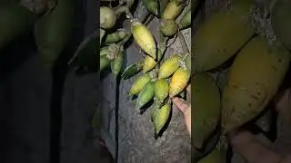 #betelnuts #trending #youtubeshorts