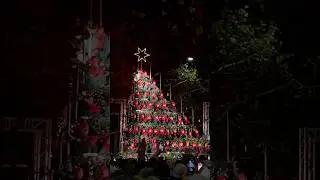 Festive Magic in Zurich: The Singing Tree Experience! 🎄✨
