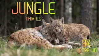 8K Animal World in Ultra HD | Lively Wildlife Scenes with Immersive Natural Sounds