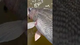 It&rsquo;s blade bait season again!! Big saugers and walleyes can&rsquo;t resist.