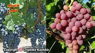 Croptime Kashmir ( Agriculture News )