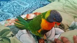 &ldquo;Nature&rsquo;s Rainbow 🦜 | Lorikeet Parrot in India 😍&rdquo;