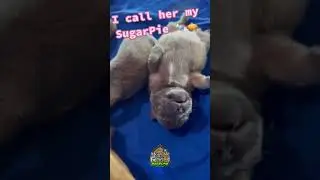 Long haired exotic fluffy frenchie! Meet SugarPie🍬🥧👀 #fluffyfrenchie #shorts